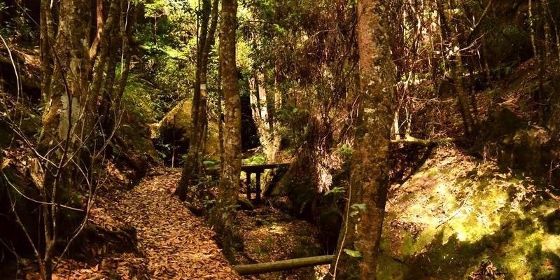 aussiebucketlist.com.au - Cave Creek Walking Track - 2