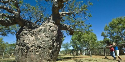 Boab Prison Tree