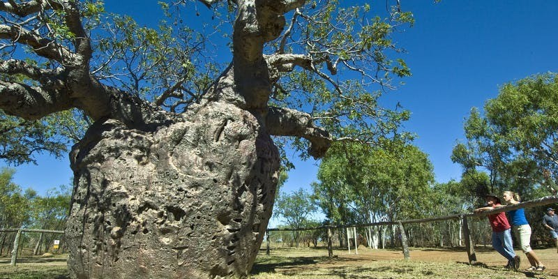 aussiebucketlist.com.au - Boab Prison Tree - 1
