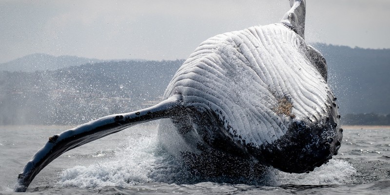 aussiebucketlist.com.au - Merimbula Whale Watching Adventure - 1