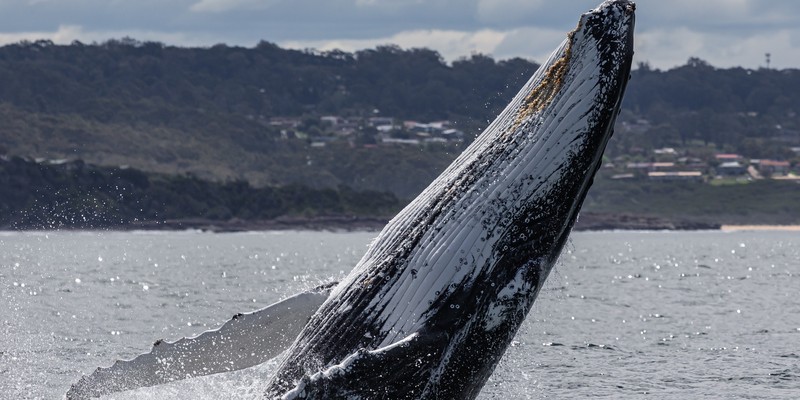 aussiebucketlist.com.au - Merimbula Whale Watching Adventure - 3