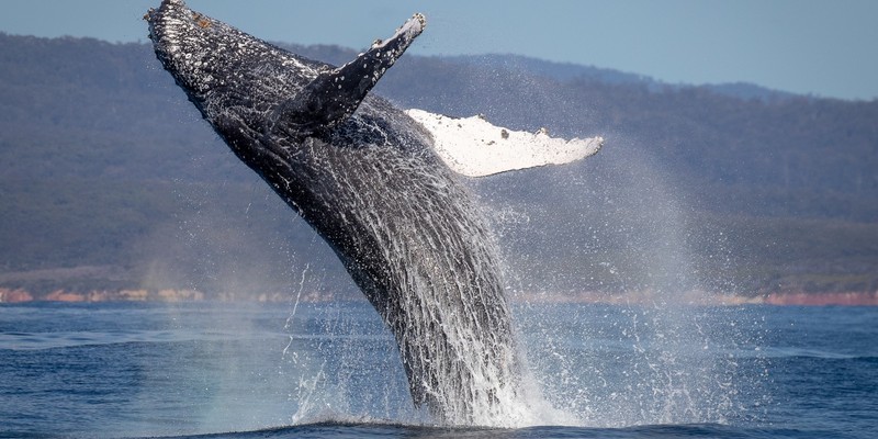 aussiebucketlist.com.au - Merimbula Whale Watching Adventure - 4