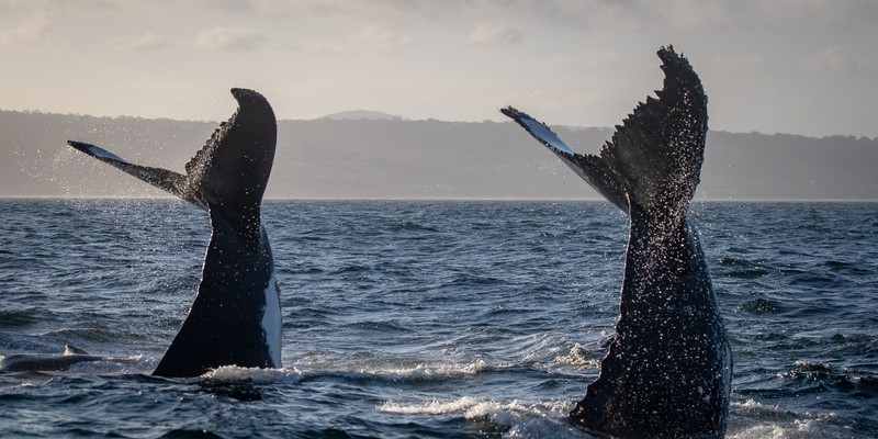 aussiebucketlist.com.au - Merimbula Whale Watching Adventure - 5
