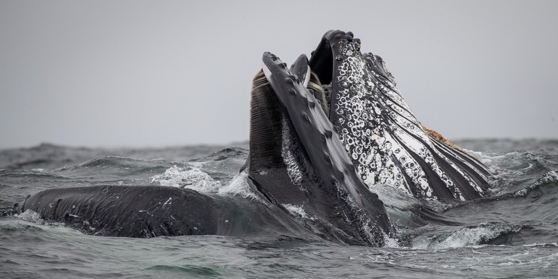 aussiebucketlist.com.au - Merimbula Whale Watching Adventure - 7