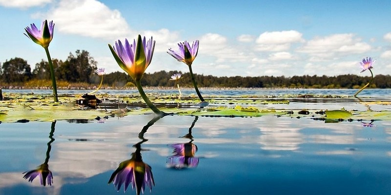 aussiebucketlist.com.au - Noosa Habitat Everglades Serenity Tour - 5