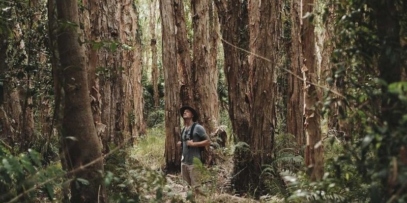 aussiebucketlist.com.au - Noosa Habitat Everglades Explorer Tour - 2