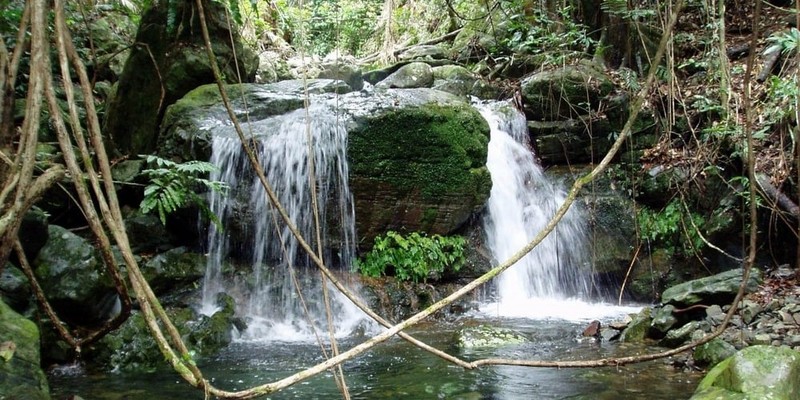 aussiebucketlist.com.au - Daintree Rainforest & Mossman Gorge Full Day Tour - 1