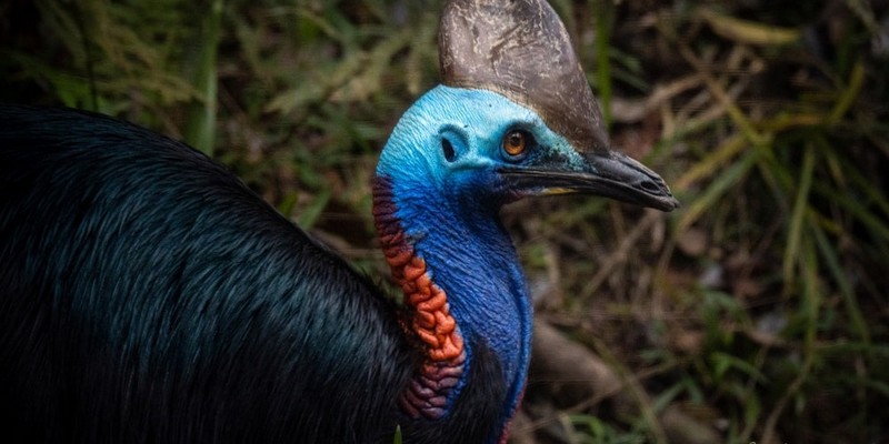 aussiebucketlist.com.au - Daintree Rainforest & Mossman Gorge Full Day Tour - 2