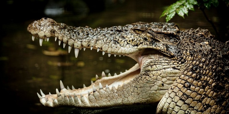 aussiebucketlist.com.au - Daintree Rainforest & Mossman Gorge Full Day Tour - 4