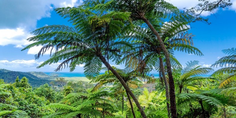 aussiebucketlist.com.au - Daintree Rainforest & Mossman Gorge Full Day Tour - 5