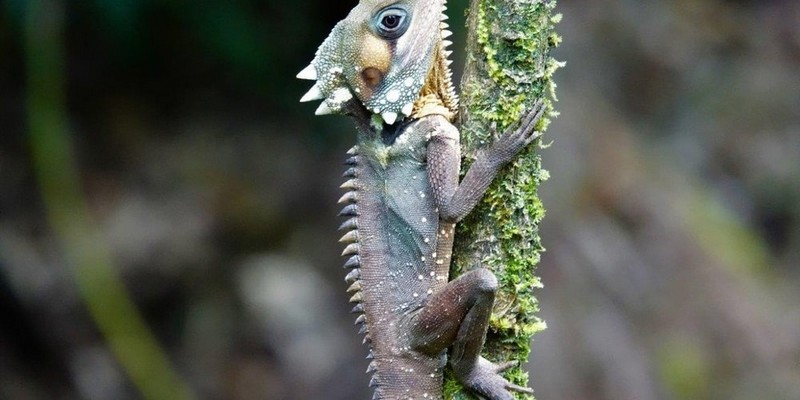 aussiebucketlist.com.au - Daintree Rainforest & Mossman Gorge Full Day Tour - 6