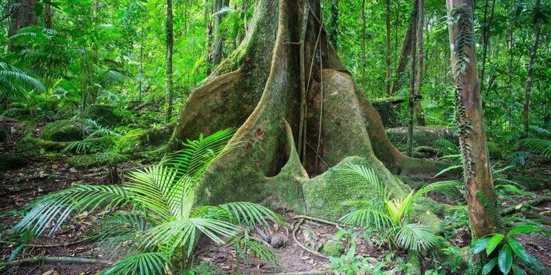 aussiebucketlist.com.au - Daintree Rainforest & Mossman Gorge Full Day Tour - 7