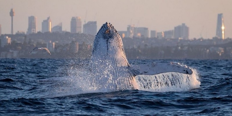 aussiebucketlist.com.au - Sydney Whale Watching Cruise - 1