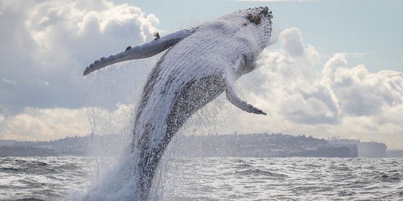aussiebucketlist.com.au - Sydney Whale Watching Cruise - 2