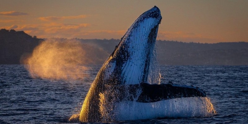 aussiebucketlist.com.au - Sydney Whale Watching Cruise - 4