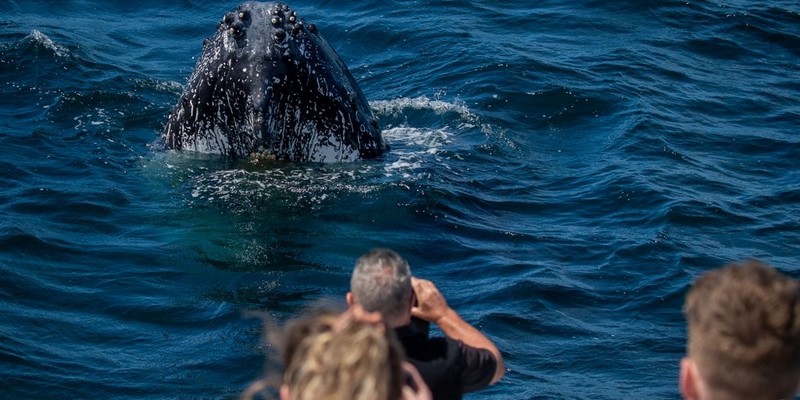 aussiebucketlist.com.au - Sydney Whale Watching Cruise - 5
