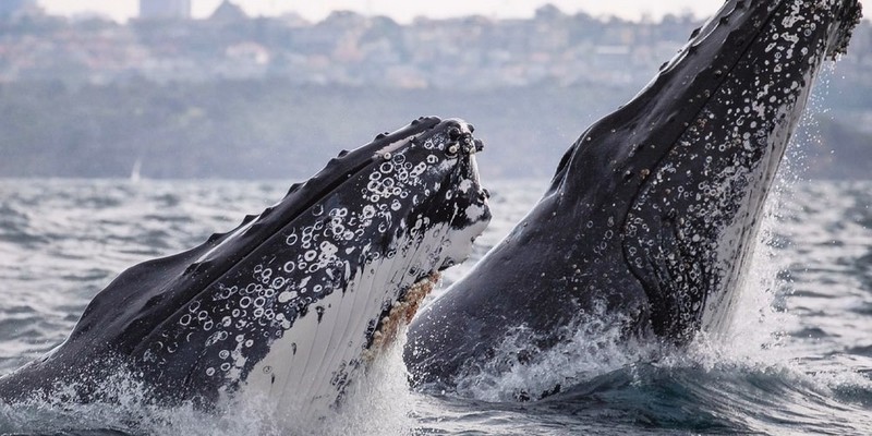 aussiebucketlist.com.au - Sydney Whale Watching Cruise - 6