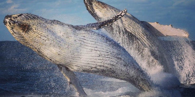 aussiebucketlist.com.au - Sydney Whale Watching Cruise - 7