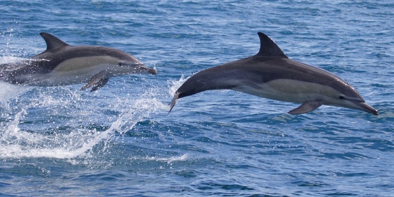 aussiebucketlist.com.au - Sydney Whale Watching Cruise - 8