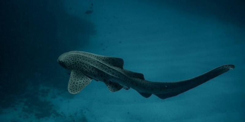 aussiebucketlist.com.au - Sea Turtle Snorkel Tour - 2