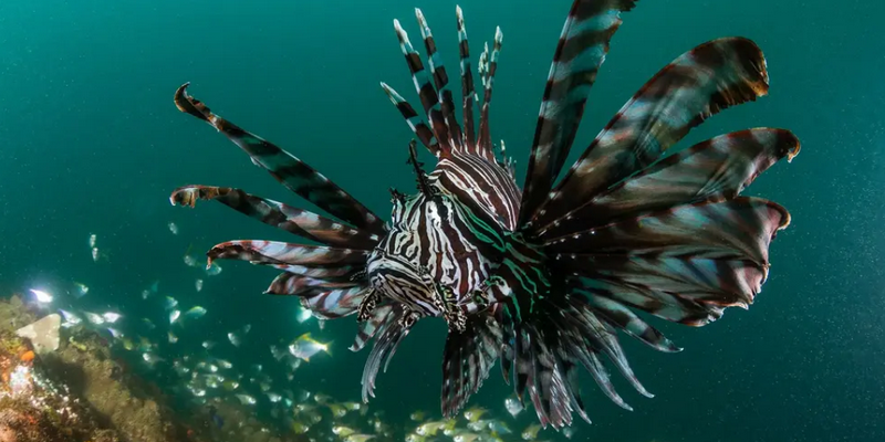 aussiebucketlist.com.au - Sea Turtle Snorkel Tour - 4