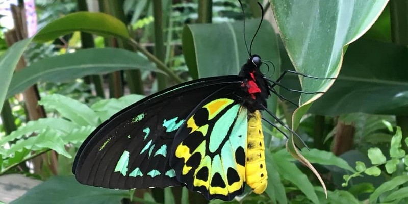 aussiebucketlist.com.au - Green Island & Cairns City Sights Day Tour - 5