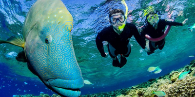 Outer Great Barrier Reef Snorkelling Tour