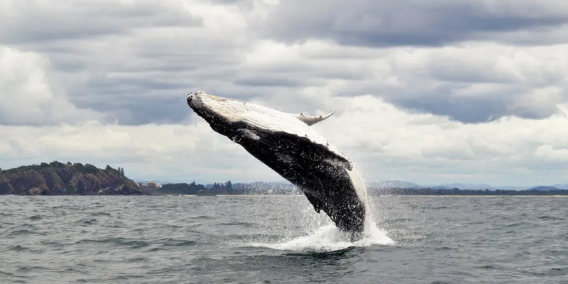 aussiebucketlist.com.au - Forster Whale Watch Encounter Adventure Tour - 3