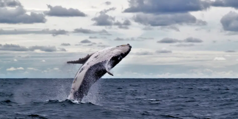 aussiebucketlist.com.au - Forster Whale Watch Encounter Adventure Tour - 6