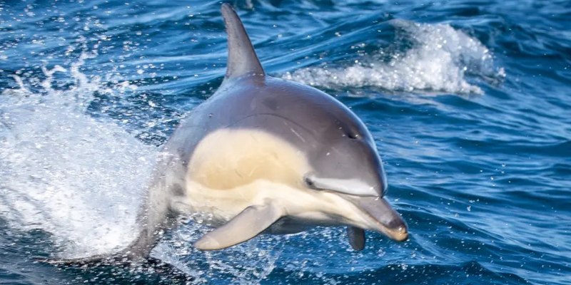 aussiebucketlist.com.au - Merimbula Wildlife Adventure Scenic Cruise - 1