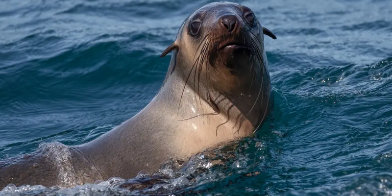 aussiebucketlist.com.au - Merimbula Wildlife Adventure Scenic Cruise - 4