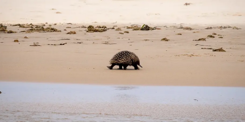 aussiebucketlist.com.au - Merimbula Wildlife Adventure Scenic Cruise - 6
