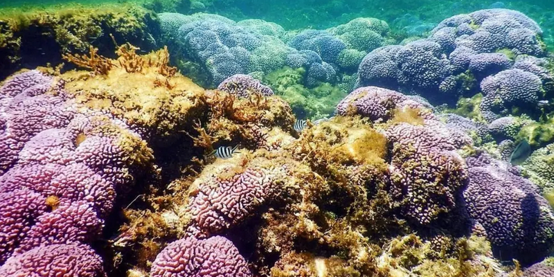 aussiebucketlist.com.au - Rottnest Island Snorkel Experience Tour - 4