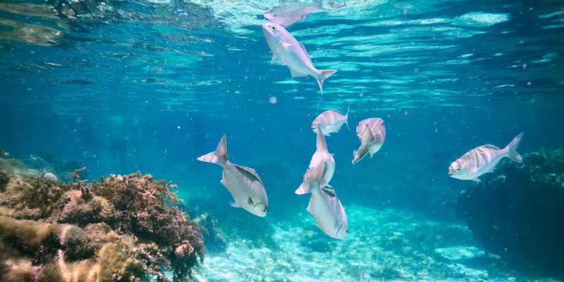 aussiebucketlist.com.au - Rottnest Island Snorkel Experience Tour - 6