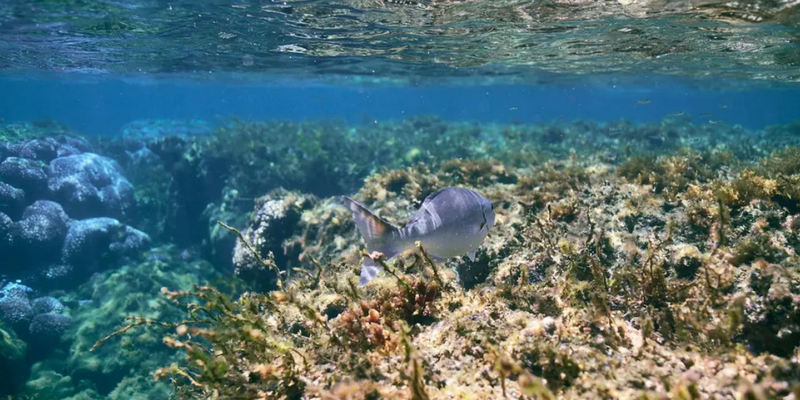 aussiebucketlist.com.au - Rottnest Island Snorkel Experience Tour - 7