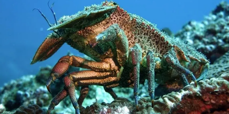 aussiebucketlist.com.au - Double Dive to South Solitary Island - 2