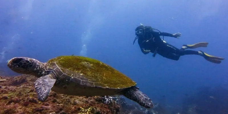 aussiebucketlist.com.au - Double Dive to South Solitary Island - 3