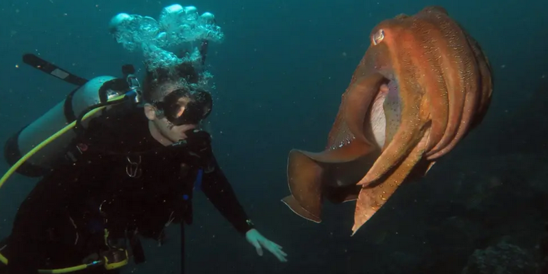 aussiebucketlist.com.au - Double Dive to South Solitary Island - 4