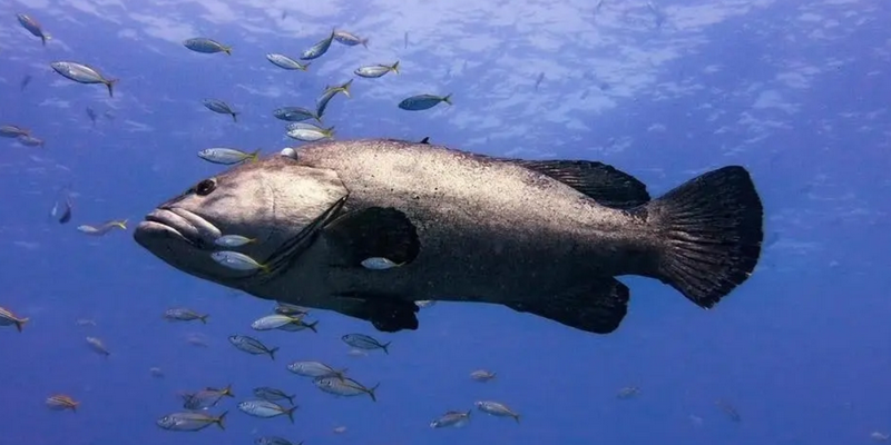 aussiebucketlist.com.au - Double Dive to South Solitary Island - 5