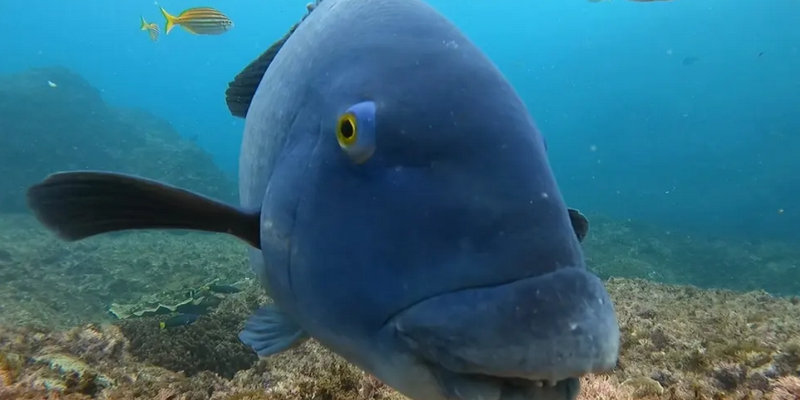 aussiebucketlist.com.au - Double Dive to South Solitary Island - 6