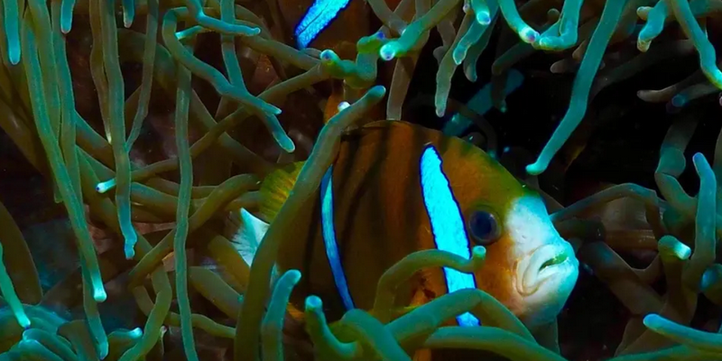 aussiebucketlist.com.au - Double Dive to South Solitary Island - 7