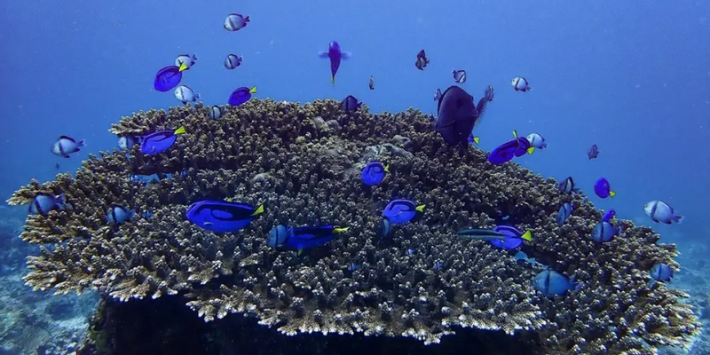 aussiebucketlist.com.au - Double Dive to South Solitary Island - 8