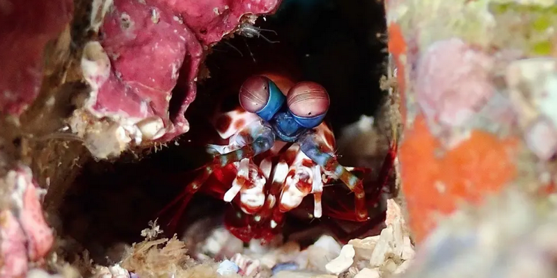 aussiebucketlist.com.au - Double Dive to South Solitary Island - 9