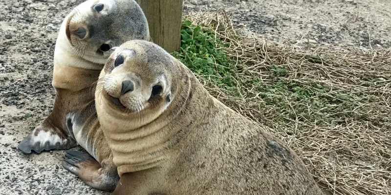 aussiebucketlist.com.au - Kangaroo Island Scenic Nature and Wildlife Day Tour - 3