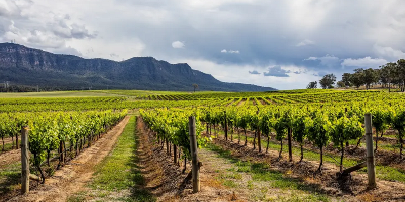 aussiebucketlist.com.au - All Inclusive Hunter Valley Wine Tour From Sydney - 8
