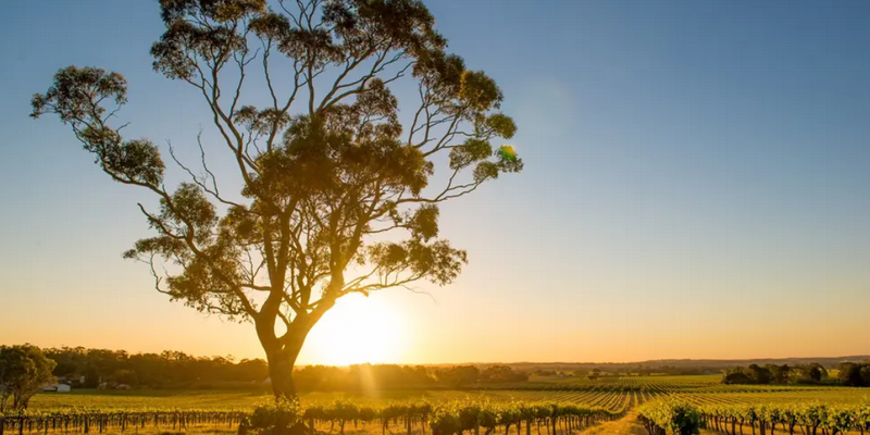 aussiebucketlist.com.au - All Inclusive Hunter Valley Wine Tour From Sydney - 9