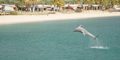 Monkey Mia Marine Life Cruise