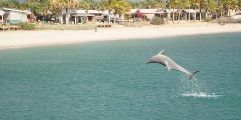 aussiebucketlist.com.au - Monkey Mia Marine Life Cruise - 1