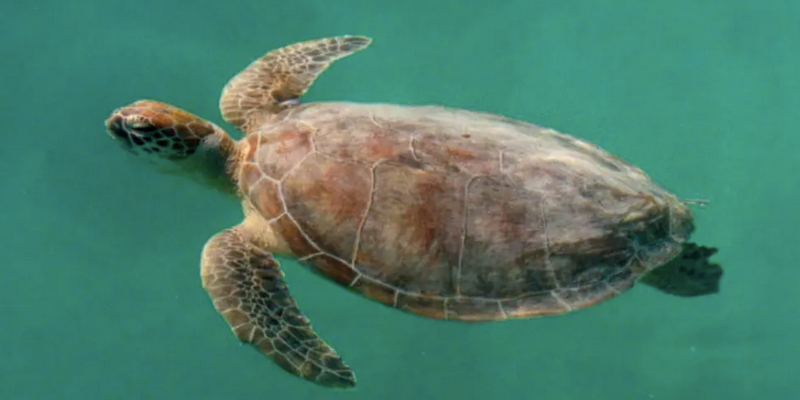 aussiebucketlist.com.au - Monkey Mia Marine Life Cruise - 2