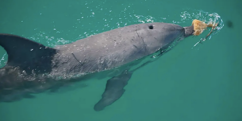 aussiebucketlist.com.au - Monkey Mia Marine Life Cruise - 3